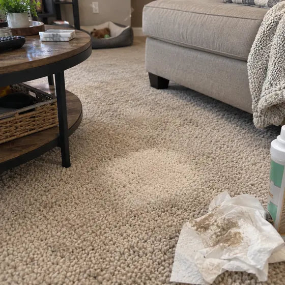 Clean rug after spot cleaning with used towel nearby